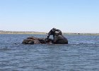 Elephants playing in the water